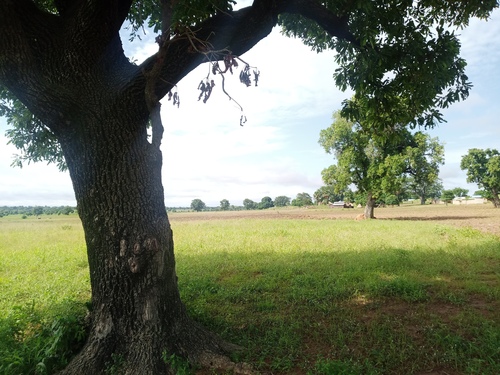 Shea Tree
