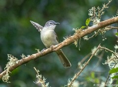 Yellow-Streaked Greenbul photo 3