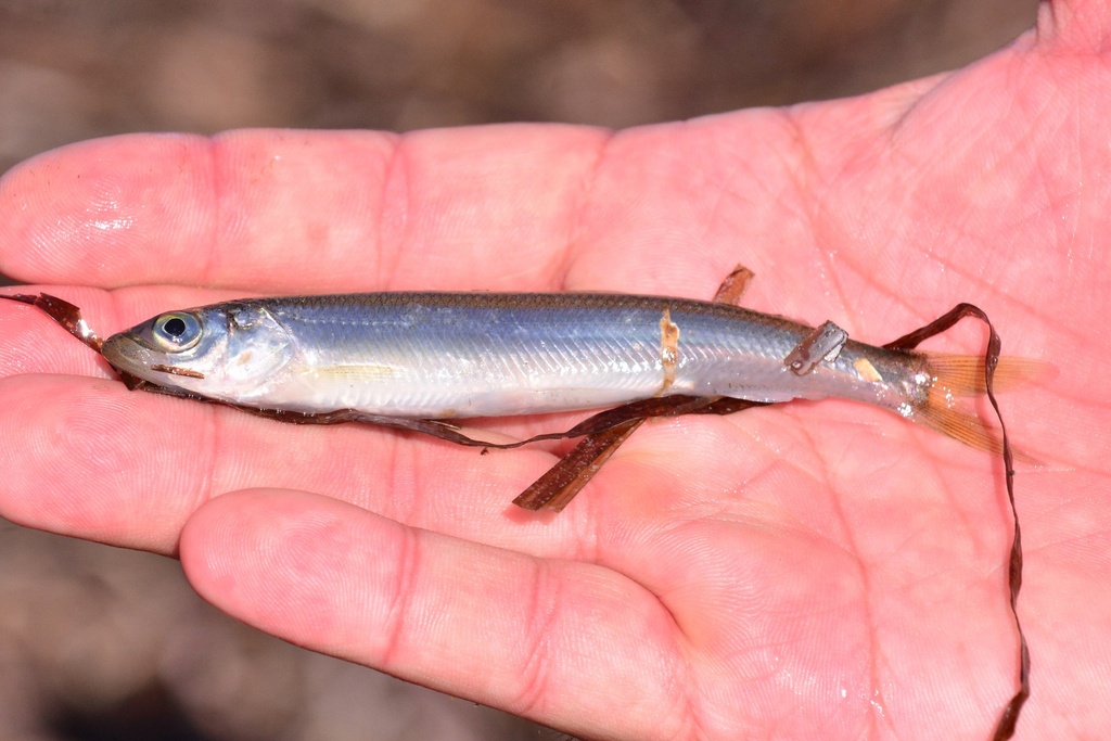 Shishamo Marine Smelt