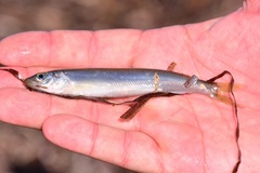 Shishamo Marine Smelt photo 1