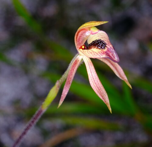 Image of Caladenia tessellata by (c) Peter Crowcroft, some rights reserved (CC BY)
