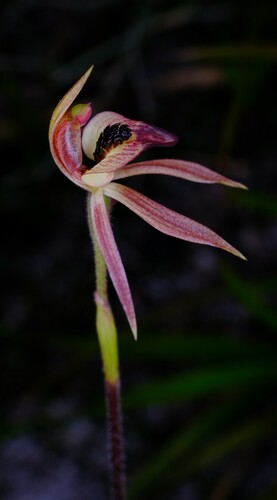 Image of Caladenia tessellata by (c) Peter Crowcroft, some rights reserved (CC BY)