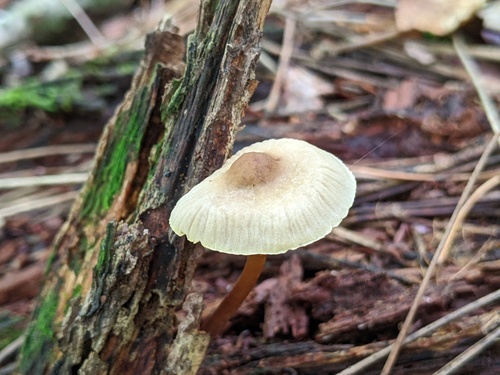 Mycena inclinata