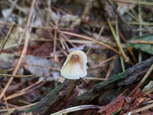 Mycena inclinata (Photo 2 of 3)