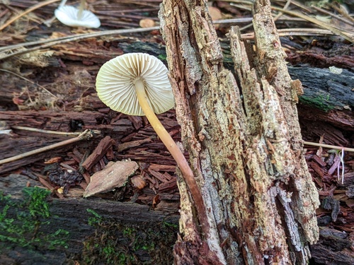 Mycena inclinata (Photo 3 of 3)