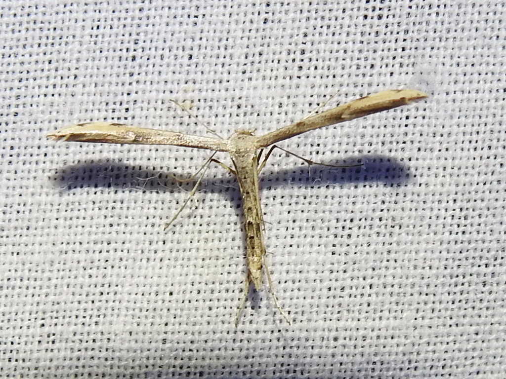 Ambrosia Plume Moth