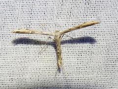Ragweed Plume Moth
