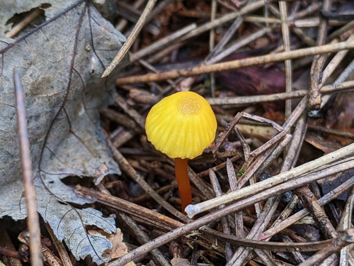 Hygrocybe parvula