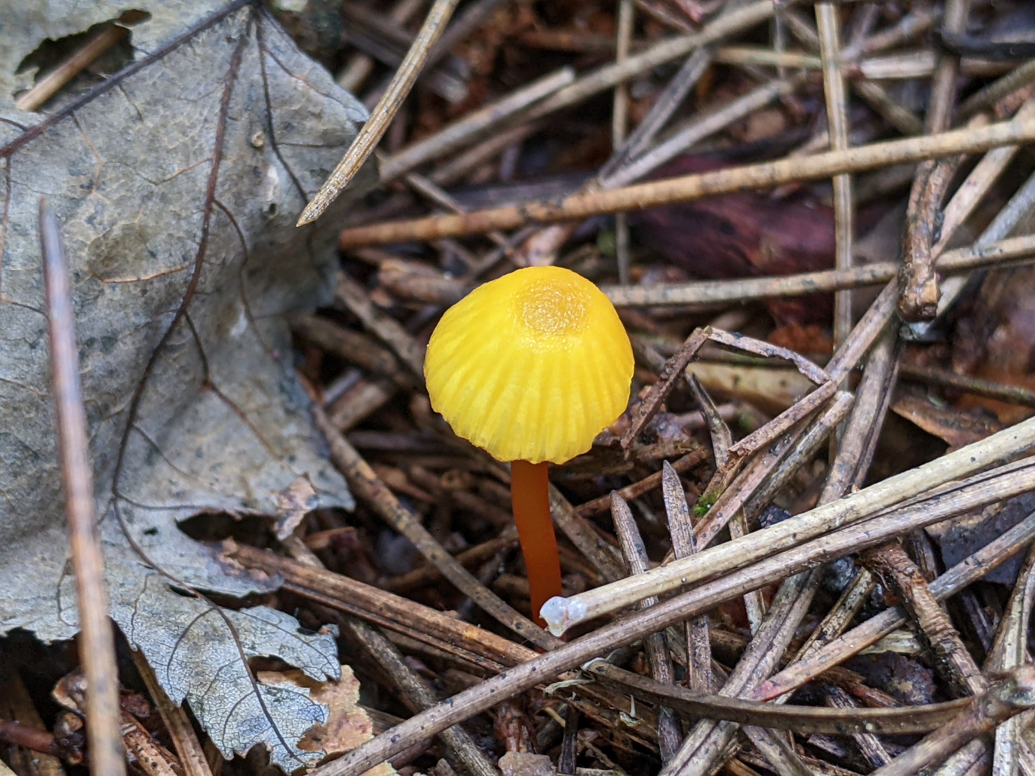 Hygrocybe parvula