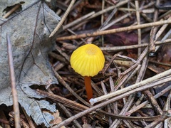 Hygrocybe parvula