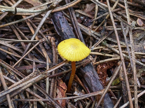 Hygrocybe parvula (Photo 2 of 3)