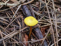 Hygrocybe parvula (Photo 2 of 3)