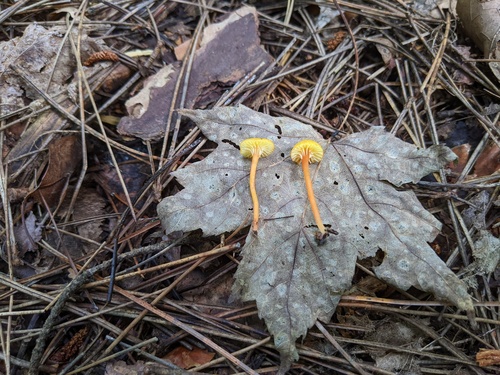 Hygrocybe parvula (Photo 3 of 3)