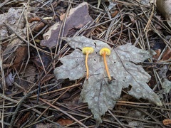 Hygrocybe parvula (Photo 3 of 3)