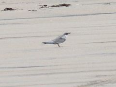 Sternula antillarum browni