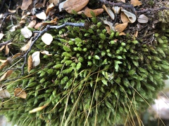 Leptostomum inclinans