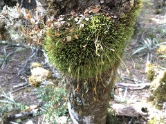 Leptostomum inclinans