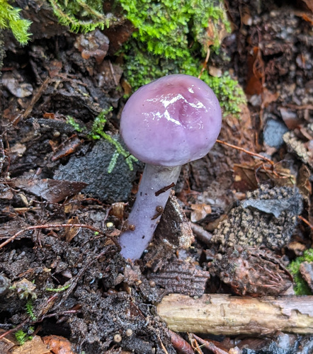 Cortinarius salor