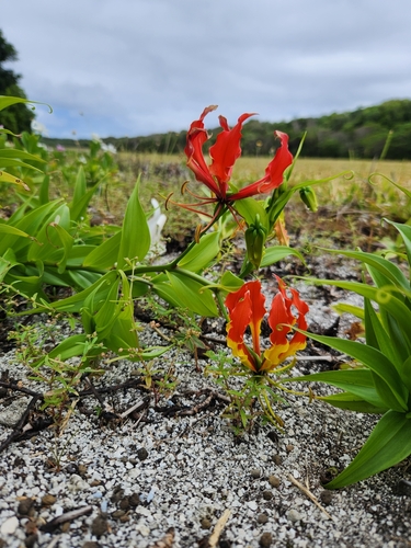 flame lily