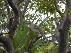 Mimus gundlachii