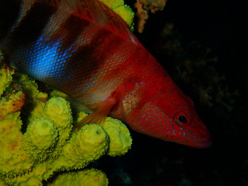 Grouper