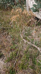 Senecio gunnii