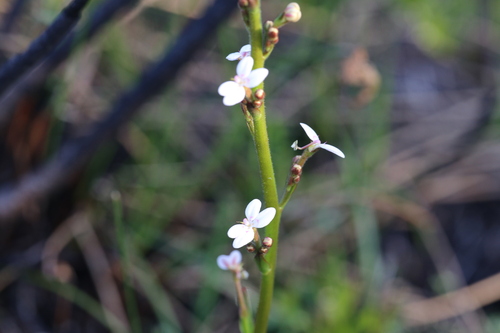 Image of Stylidium crassifolium by (c) Hugo Innes, some rights reserved (CC BY)