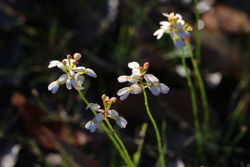Image of Stylidium junceum by (c) Hugo Innes, some rights reserved (CC BY)