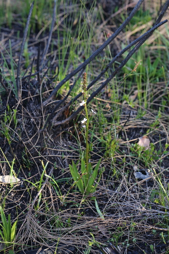 Image of Stylidium crassifolium by (c) Hugo Innes, some rights reserved (CC BY)