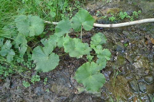 Caltha palustris