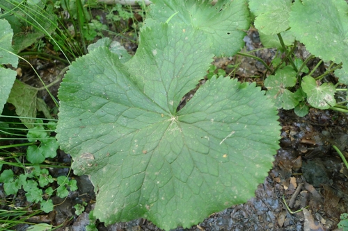 Caltha palustris