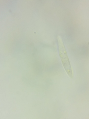 Durella atrocyanea