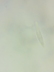 Durella atrocyanea