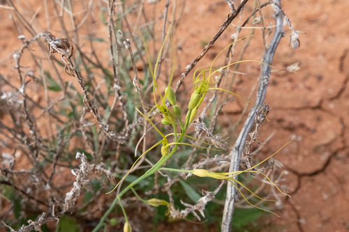 Stenopetalum nutans, 2023-07-28
