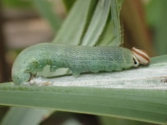 Euphyes vestris harbisoni