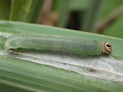 Euphyes vestris harbisoni