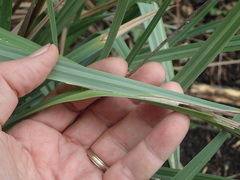 Euphyes vestris harbisoni