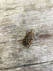 Ryssonotus nebulosus