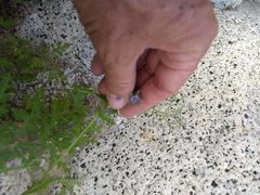 Pholistoma auritum arizonicum