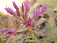 Allium peninsulare