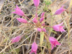 Allium peninsulare