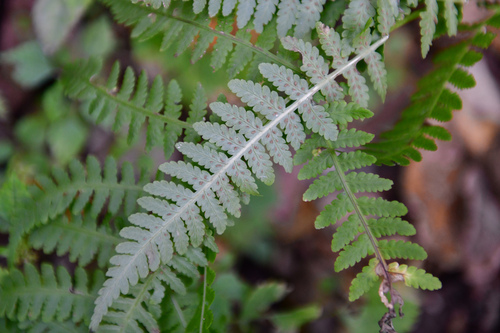 Image of Dryopteris crassirhizoma by (c) Yi CHEN, some rights reserved (CC BY)