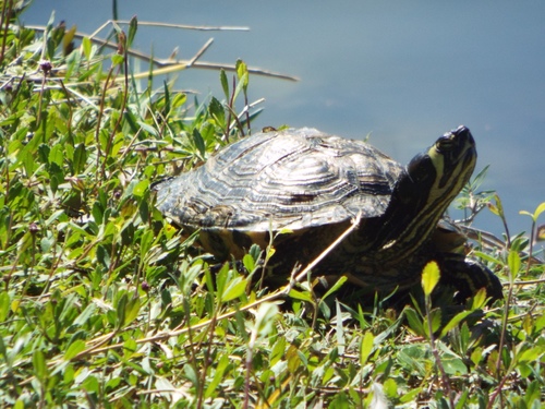 Trachemys image