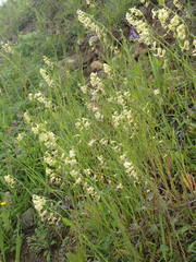 Caulanthus heterophyllus