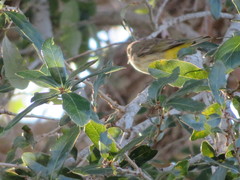 Setophaga palmarum palmarum
