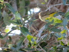 Setophaga palmarum palmarum