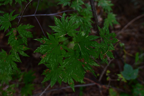 Image of Acer pseudosieboldianum by (c) Yi CHEN, some rights reserved (CC BY)