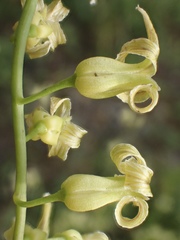 Caulanthus heterophyllus