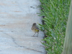 Setophaga palmarum palmarum