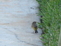 Setophaga palmarum palmarum